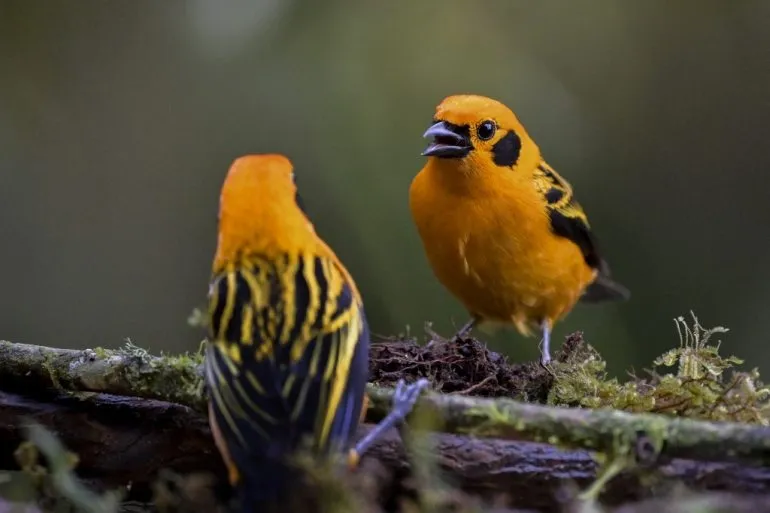 Himno Nacional Cantado por Aves Sorprende a Colombia Himno Nacional Cantado por Aves Sorprende a Colombia