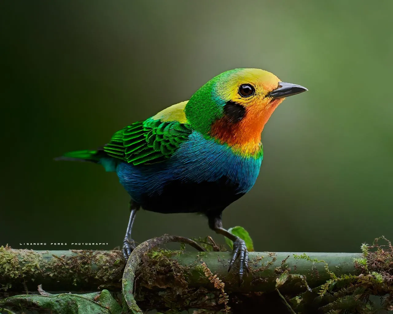Himno Nacional Cantado por Aves Sorprende a Colombia Himno Nacional Cantado por Aves Sorprende a Colombia